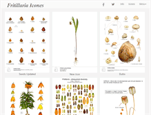 Tablet Screenshot of fritillariaicones.com